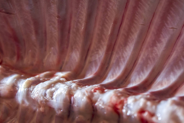 pig pork meat carcass - Photo, Image