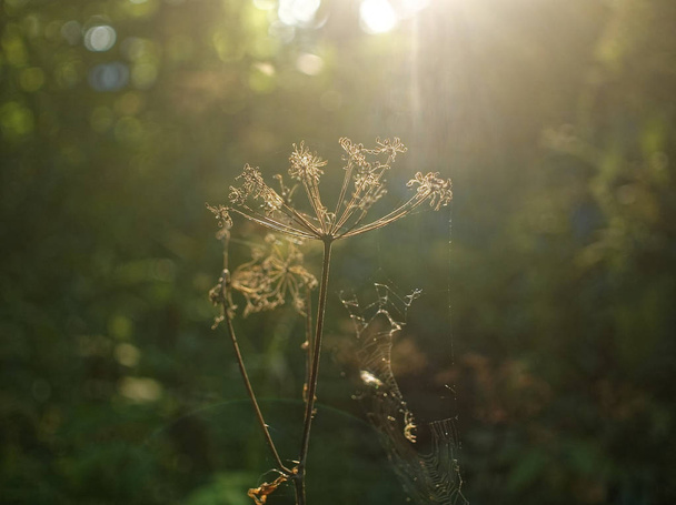 pluim met wild gras zaden in de zon - Foto, afbeelding