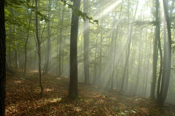 Туман в лесу
 - Фото, изображение