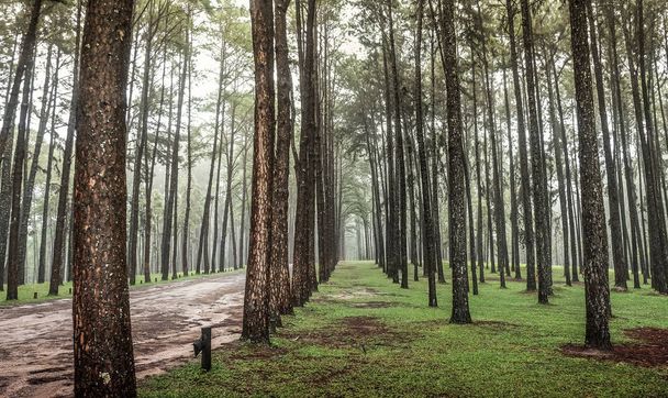 針葉樹林の松の木のマツ森の道 - 写真・画像