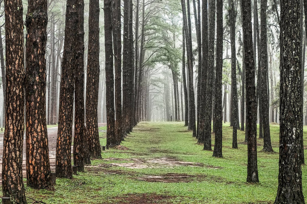 Route à travers la forêt de pins, Vue sur les pins dans la forêt de conifères
 - Photo, image