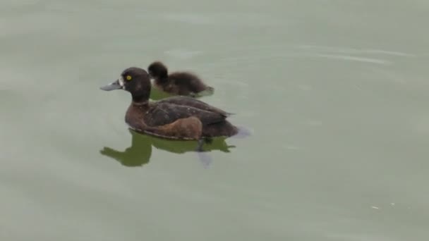 Les canards nagent dans le lac. Pierres en arrière-plan. 4K, UHD, 50p, 60p, Panoramique, Gros plans
,  - Séquence, vidéo
