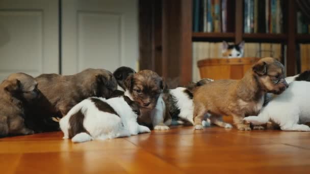 Küçük yavru arkalarında yerde oynayan bir grup gizli bir kurnaz kedi sepetten gözlemler - Video, Çekim