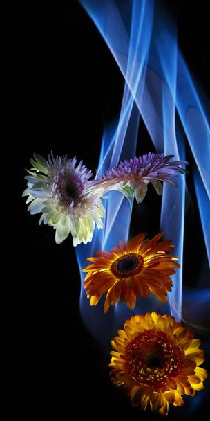 Gerberas orange and white-lilac on a multicolored  background, improvization by blue, orange and white  light in black background - Foto, imagen