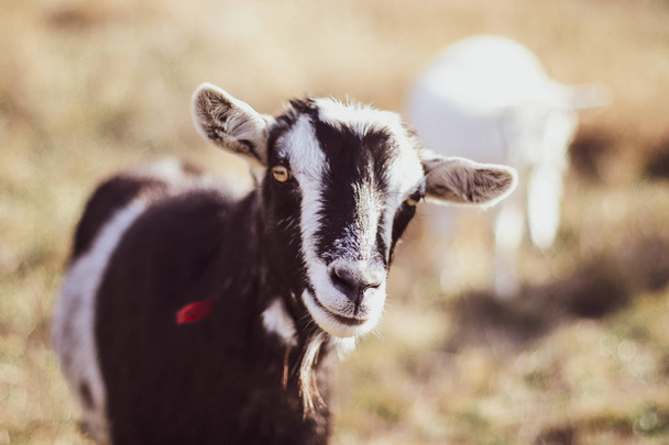 Cute goat in a field, close-up - Photo, Image