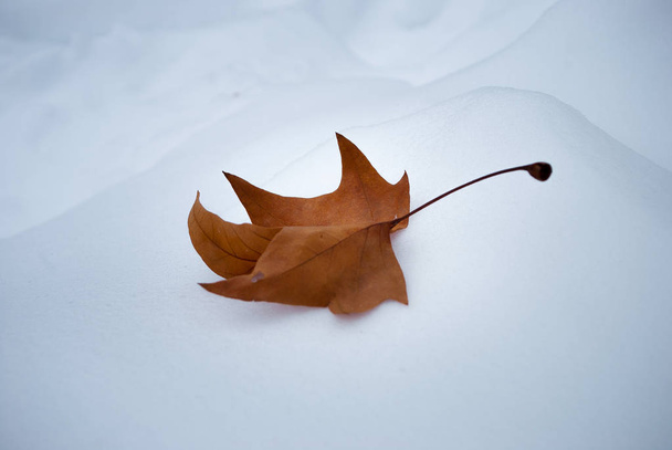 yellow maple leaf lies on the snow - Foto, imagen