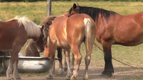 I cavalli e una mucca bevono acqua dalla vasca. Prato e alberi sullo sfondo.4K, UHD, 50p, 60p, Panning, Avvicinamento
,  - Filmati, video