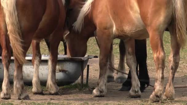 I cavalli e una mucca bevono acqua dalla vasca. Prato e alberi sullo sfondo.4K, UHD, 50p, 60p, Panning, Avvicinamento
,  - Filmati, video