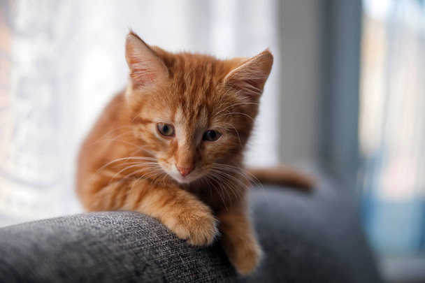Red-haired kitten of breed Norwegian-forest. - Photo, Image