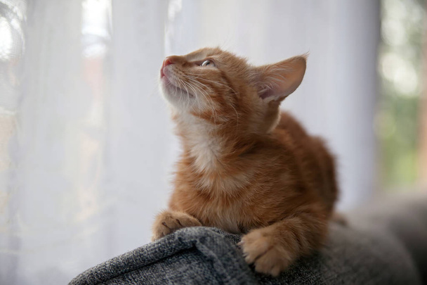   small red-haired kitten sitting on   back of   couch.  - Photo, Image