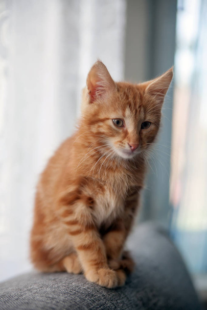 Red-haired kitten of breed Norwegian-forest. - Photo, Image