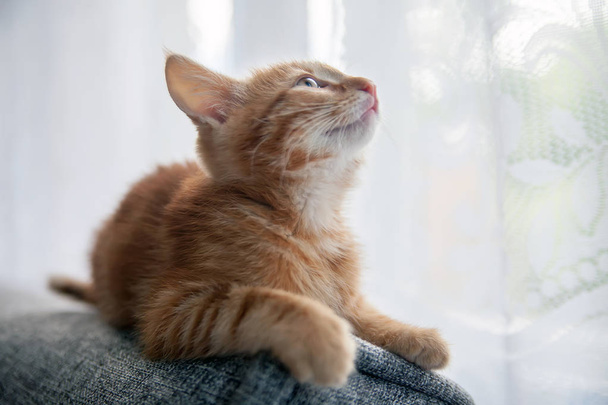  kitten sitting on   back of   couch. - Photo, Image