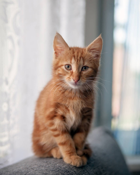   small red-haired kitten sitting on   back of   couch.  - Photo, Image