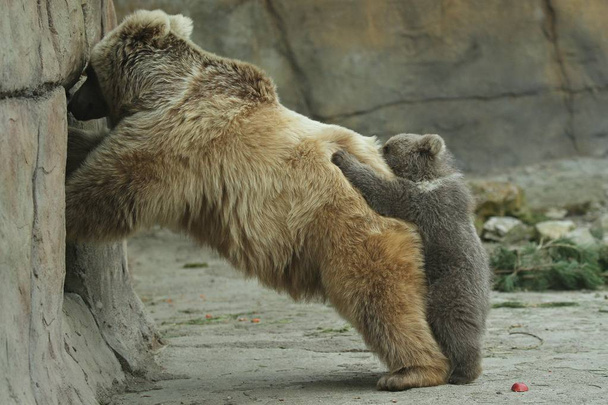Büyük boz ayı hayvanat bahçesi açık hava kafeste ayı bebekle oynarken ekmek - Fotoğraf, Görsel