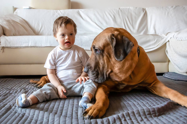 フィラ ・ ブラジレイロ品種の大きな犬と遊ぶダウン症候群のかわいい小さな男の子 - 写真・画像