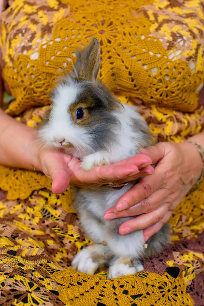 Decorative home rabbit. Fluffy small and soft rabbit for content in the apartment. White-brown pet care. Fluffy bunny ears. Rabbit on female hands. - Photo, Image