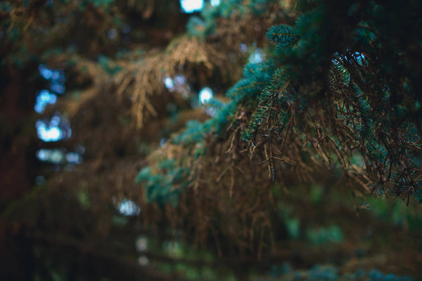 Τα κλαδιά του ξύλου κωνοφόρων. Πράσινα και καφετιά βελόνες για χριστουγεννιάτικα δέντρα. Αντικατάσταση του φύλλα στα κωνοφόρα. Παλιό ψηλό δέντρο. Azure και σκούρο καφέ χρώμα του φυλλώματος. - Φωτογραφία, εικόνα