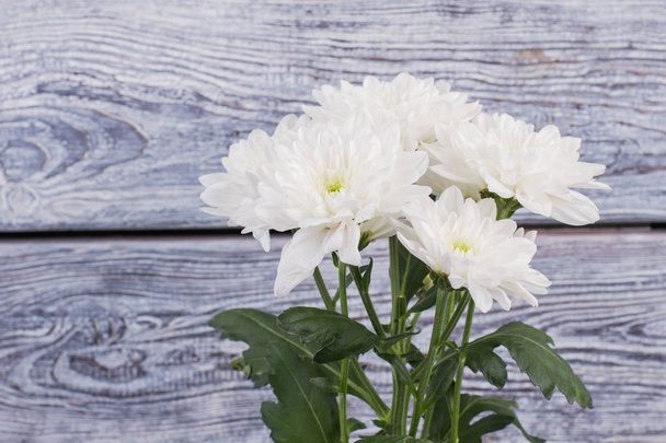 木製の背景の上に白い chrysantemum 花. - 写真・画像