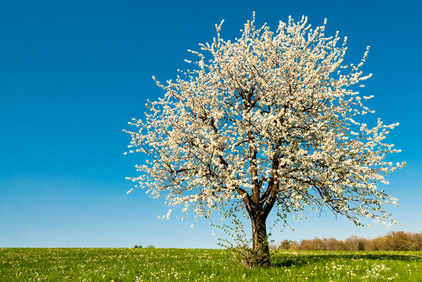 Třešňový strom na jaře - Fotografie, Obrázek