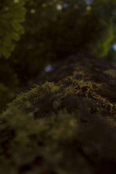 Lichen on tree bark. Bottom view. Vertical barrel. Green leaves. Shallow depth of field. - Fotó, kép