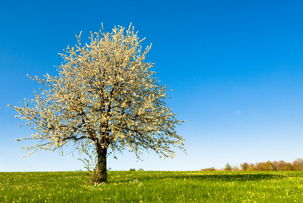 Kirsikkapuu keväällä - Valokuva, kuva