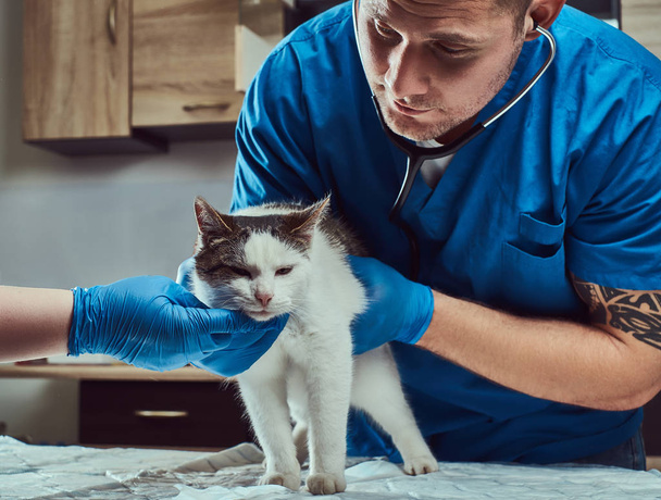 Ветеринарний лікар, який вивчає хворого кота зі стетоскопом у ветеринарній клініці
 - Фото, зображення