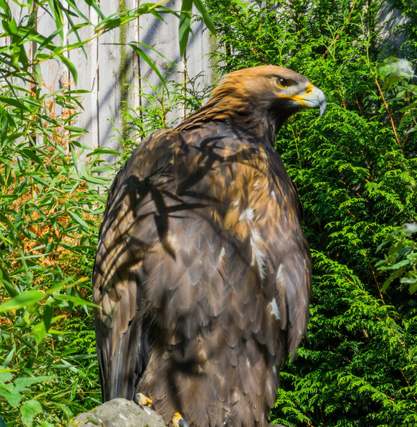 especie en peligro de extinción, un gran águila estepa marrón en primer plano - Foto, Imagen