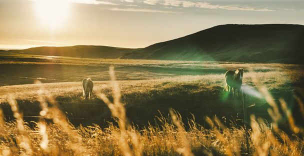 Isländische Landschaften, Sonnenuntergang auf einer Weide mit Pferden im Gegenlicht - Foto, Bild