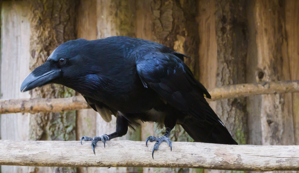 Big black raven on a branch in closeup, a popular mythological bird. - Photo, Image