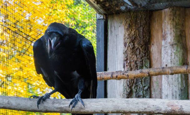 grande corvo nero con il becco aperto, un uccello mitologico raccapricciante - Foto, immagini