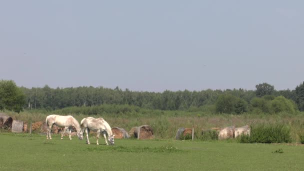Hevoset laiduntavat niityllä. Ne syövät ruohoa. 4K, UHD, 50p, 60p, panorointi, lähikuva
. - Materiaali, video