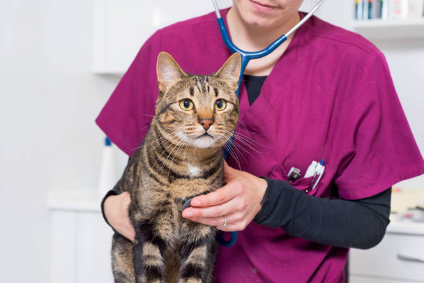 Veterinární lékař zkoumá roztomilý kočka - Fotografie, Obrázek
