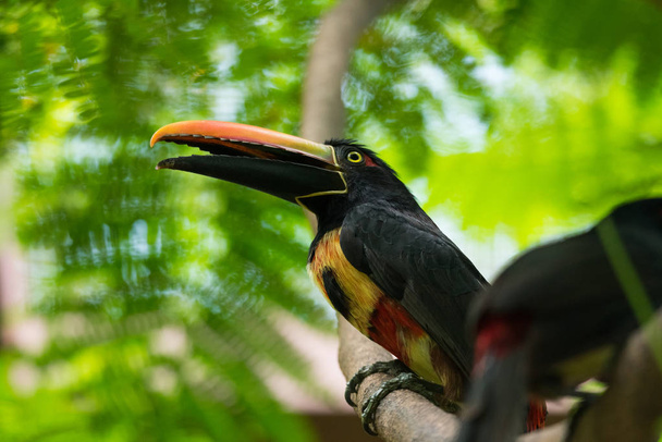 Collared aracari (Pteroglossus torquatus)toucan. - Photo, Image