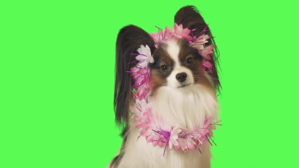 Magnifique chien Papillon en guirlande de fleurs parle à la caméra sur fond vert stock vidéo
 - Séquence, vidéo