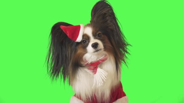 schöner Hundepapillon im Weihnachtsmann-Kostüm redet und läuft auf grünem Hintergrund davon - Filmmaterial, Video