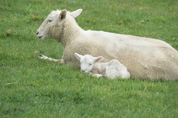 Owiec i jagniąt nowe na farmie w Nowej Zelandii - Zdjęcie, obraz