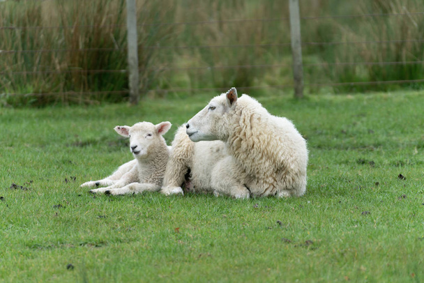 Moutons et nouveaux agneaux à la ferme en Nouvelle-Zélande
 - Photo, image
