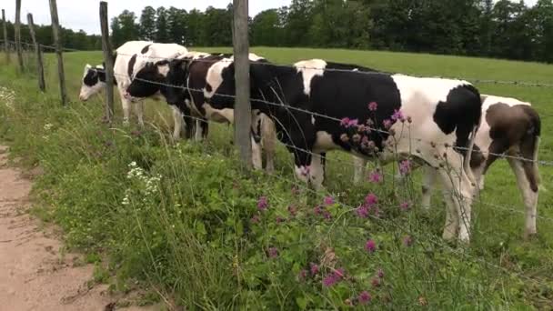 Uma vaca em preto e branco pastoreia em um prado
. - Filmagem, Vídeo