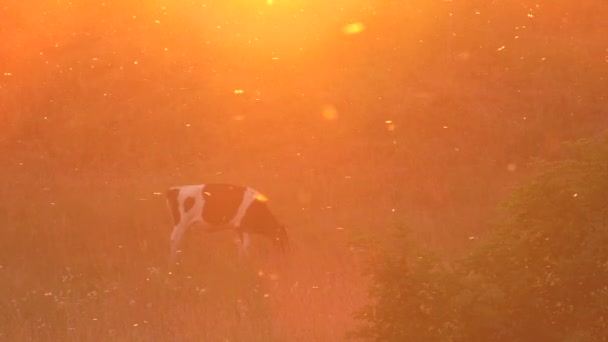 schöner Sonnenuntergang. Abstraktion. Kühe grasen auf der Weide. Im Hintergrund fliegen Fliegen und Mücken. Schuss in die Sonne. Überbelichtungswirkung. Aufflackern. Feinster Nebel. 4k, uhd, 50p, 60p, Schwenken, - Filmmaterial, Video