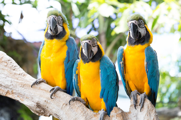 Papagáj, kék és sárga ara,  - Fotó, kép