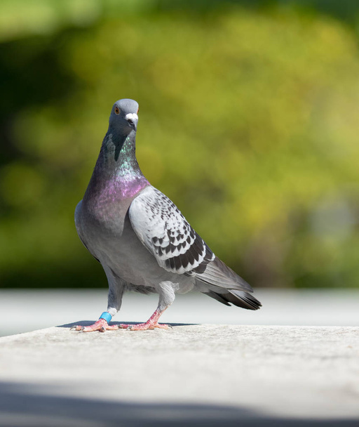 full body of speed racing pigeon bird standing on home roof - Photo, Image