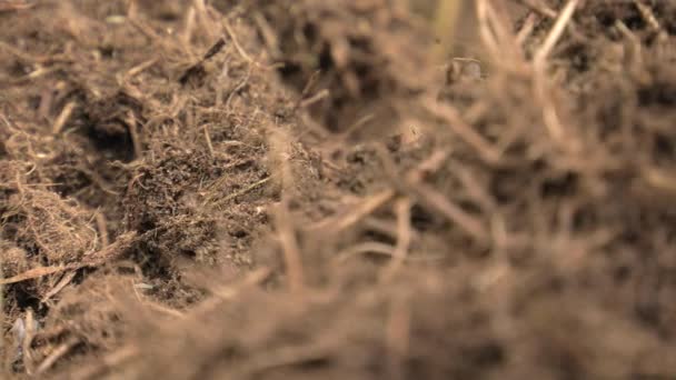 Mustat muurahaiset kävelevät muurahaisen ympäri ja rakentavat pesän
. - Materiaali, video