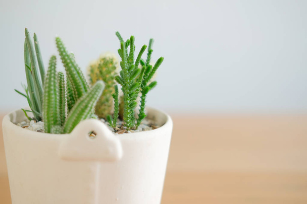 suculenta planta de cactus en maceta decorando sobre mesa de escritorio de madera
 - Foto, Imagen