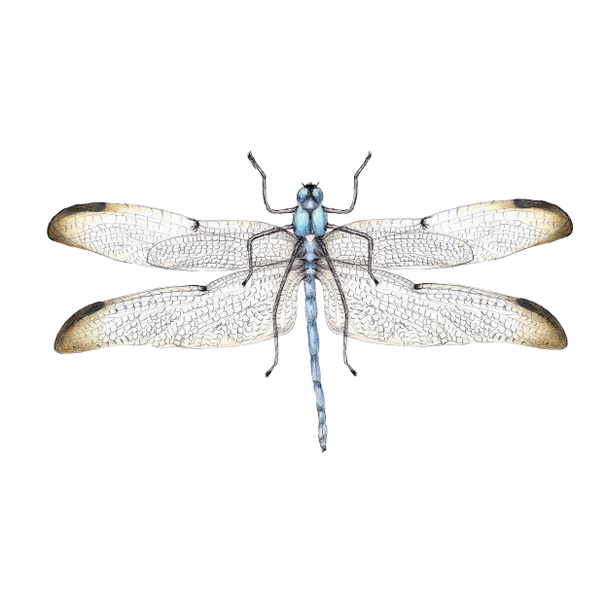 昆虫のリアルなイラストを水彩 - 写真・画像