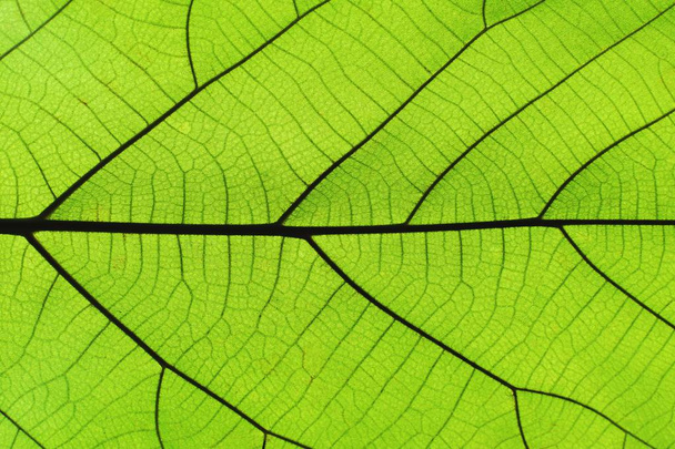 Rijke groene blad textuur doorzien symmetrie ader structuur, natuurlijke organische textuur concept - Foto, afbeelding