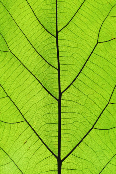 Δείτε πλούσιο πράσινο φύλλο υφή μέσω της δομής φλεβών συμμετρία, φυσική υφή βιολογική έννοια - Φωτογραφία, εικόνα