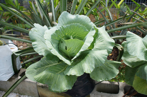 Green cabbage or headed cabbage vegetable. - Photo, Image