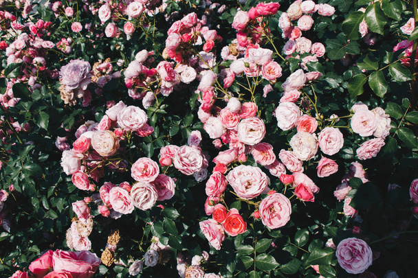 Ανθισμένα όμορφα πολύχρωμα τριαντάφυλλα ως φόντο λουλουδιών - Φωτογραφία, εικόνα