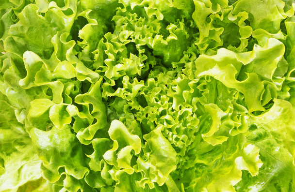 Bright green salad leaves  close up ,beautiful abstract effect ,studio shot  - Photo, Image