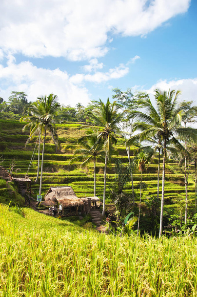 Tegallalang Rice Terraces. Ubud, Bali, Indonesia. Beautiful green rice fields, natural background. Travel concept, famous places of Bali. - Фото, зображення